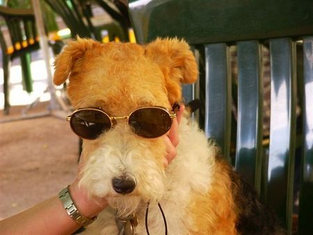 Foxterrier Drahthaar Ich mit eine Sonnebrille !