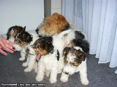 Foxterrier Drahthaar eine gluckliche familie