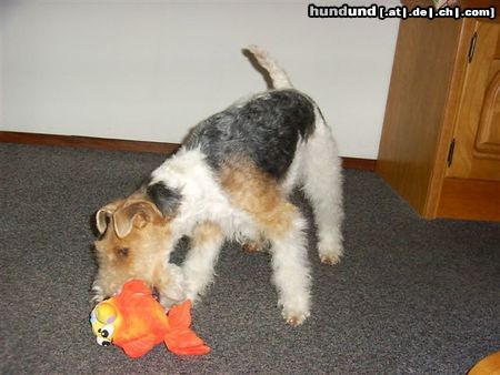 Foxterrier Drahthaar hier spiele ich gerne mit