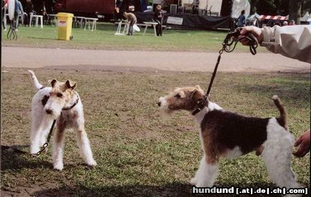 Foxterrier Drahthaar Ich und mein Vater