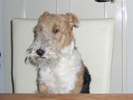 Foxterrier Drahthaar Ich darf das auf der stuhl sitzen !