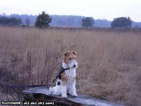 Foxterrier Drahthaar das ist mein eigene bank in die natur