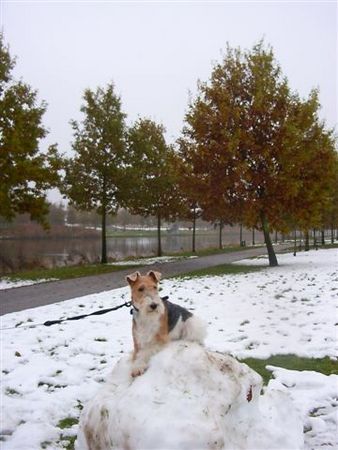 Foxterrier Drahthaar Jetzt bin isch nog grober und kan alles gut ubersehen !