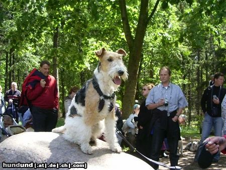 Foxterrier Drahthaar ich finde es schon um alles zu sehen