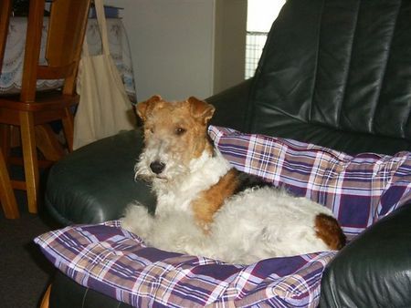 Foxterrier Drahthaar Timmie auf der stuhl in ihre eigene slaf kissen