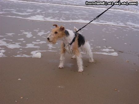 Foxterrier Drahthaar Ich liebe es auf dem strand zu sein bei das sehr groBes meer !