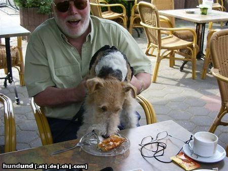 Foxterrier Drahthaar Das smekt nach mehr