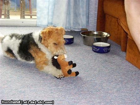 Foxterrier Drahthaar spielen ist das schonste auf dieser welt