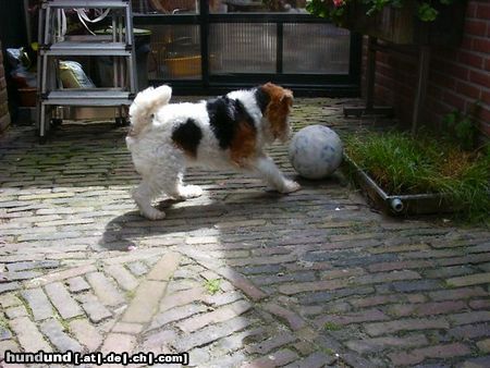 Foxterrier Drahthaar Mit den bal spielen finde ich das  allerschonste 