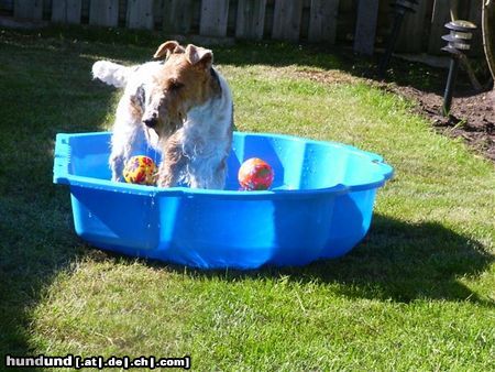 Foxterrier Drahthaar allein spielen mit wasser ist auch schon ! Timmie.