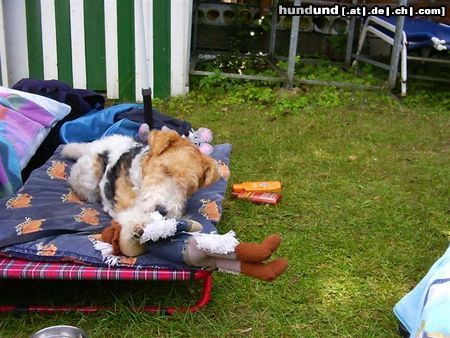 Foxterrier Drahthaar Spielen und sonnen ist das schonste auf erden !