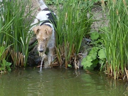 Foxterrier Drahthaar Ich spiele gerne ins wasser ! Timmie