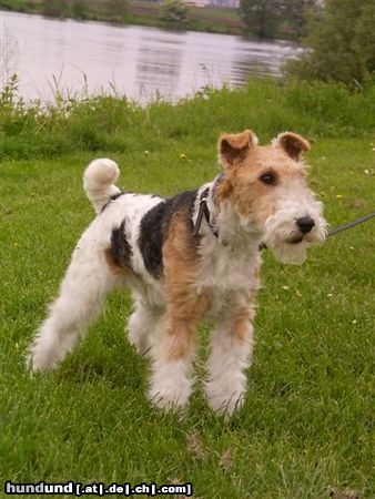 Foxterrier Drahthaar hier mochte ich immer sein 