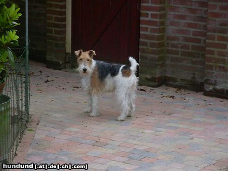 Foxterrier Drahthaar hier mochte ich immer sein !