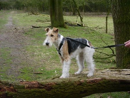 Foxterrier Drahthaar auf einer baumstamme