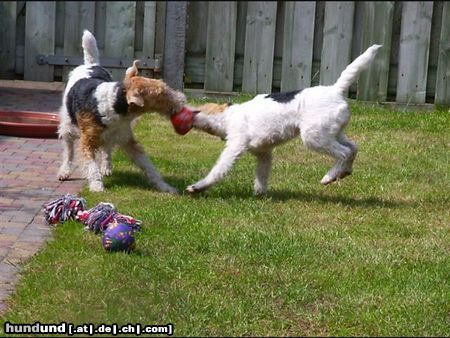 Foxterrier Drahthaar Wir spielen zusammen