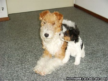 Foxterrier Drahthaar meine liebe mutter