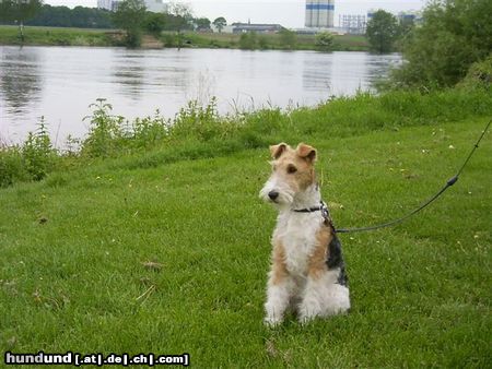 Foxterrier Drahthaar ein schones aussicht mit wasser im hintergrund.