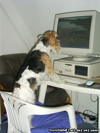 Foxterrier Drahthaar Meine Computer