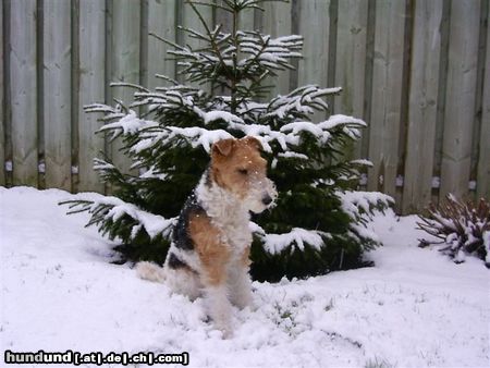 Foxterrier Drahthaar eine eigene weinachtsbaum das ist das ende !