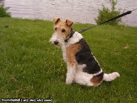 Foxterrier Drahthaar ich fuhle mich ganz wohl hier am wasser