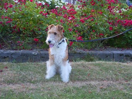 Foxterrier Drahthaar Ich liebe diese schone rote rosen ! Timmie.