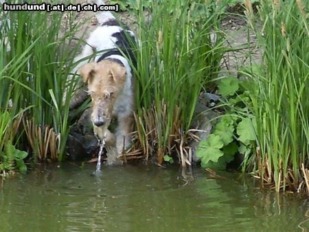 Foxterrier Drahthaar Ich wil nicht hinein ins wasser