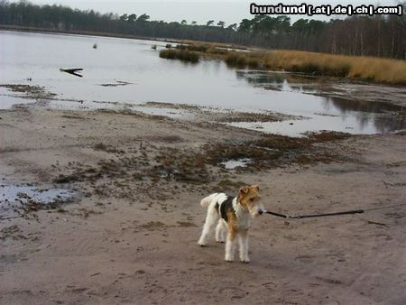 Foxterrier Drahthaar in die schone natur hinein kom mit !