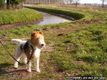 Foxterrier Drahthaar In diese schone natur bin ich sehr gerne