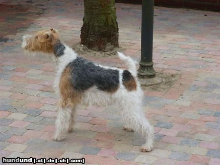 Foxterrier Drahthaar Ich bewache alles bysonders gut zo das es keine fremde auf dem platz kommen !  TIMMIE.