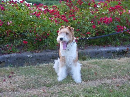 Foxterrier Drahthaar Was sind diese rote rosen sehr schon ! Timmie