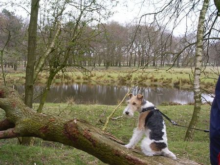 Foxterrier Drahthaar Alleskan ich so gut anschauen ! Timmie.