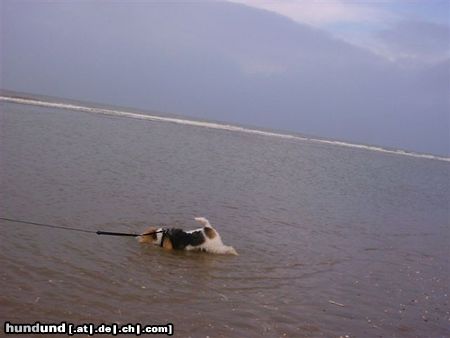 Foxterrier Drahthaar Schwimmen in das grobe mehr is das ist super !