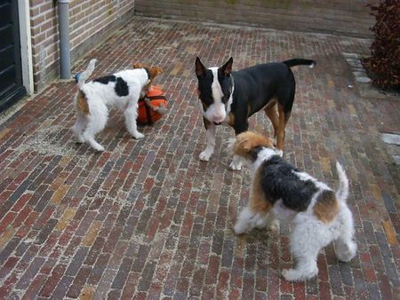 Foxterrier Drahthaar Timmie, Daisy , Elmo zusammen spielen ist sehr schon !