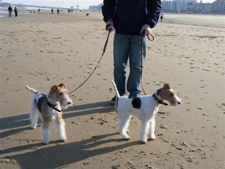 Foxterrier Drahthaar Wir zusammen an das sehr Grobe Meer ! Timmie und Daisy !