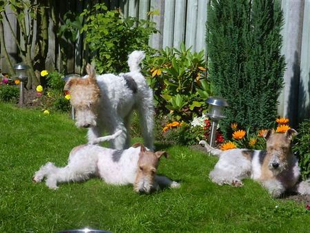 Foxterrier Drahthaar zusammen sein und spielen !