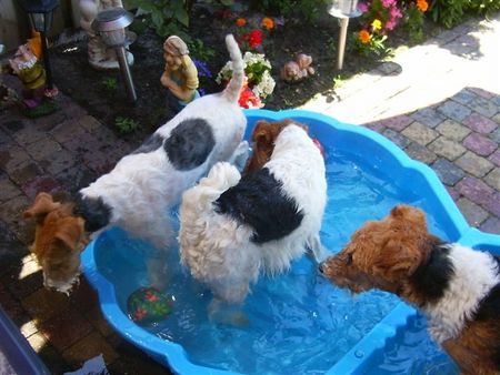 Foxterrier Drahthaar Das ist eine herliche abkuhlung mit das heiBe Wetter !