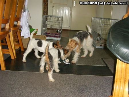 Foxterrier Drahthaar Mutter Timmie mit ihren zwei Tochter Daisy und Tessa zusammen spielen ist das schonste auf erde !