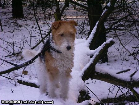 Foxterrier Drahthaar Im Schnee auf eine baumstamme