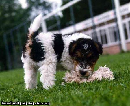 Foxterrier Drahthaar Das smekt mir sehr gut !