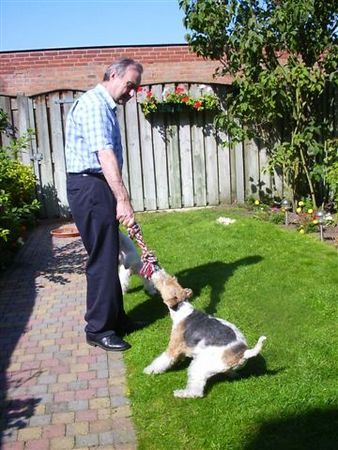 Foxterrier Drahthaar Das ist das schonste was es gibt