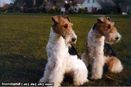 Foxterrier Drahthaar wir beiden finden es schon um so zu schauen auf diese welt