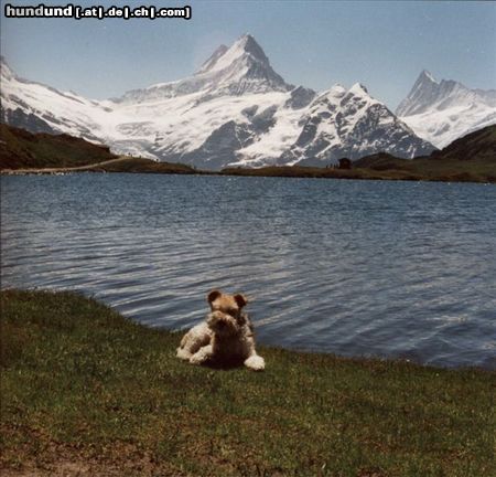 Foxterrier Drahthaar Ein schones paradies in der alpen der Schweiz