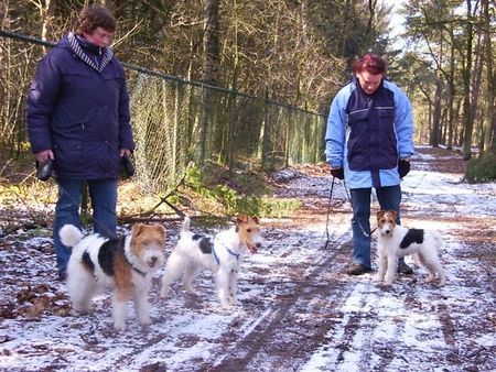 Foxterrier Drahthaar Eine schone spazierzang zusammen !