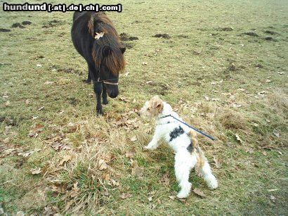 Foxterrier Drahthaar wer ist groBer du oder ich !