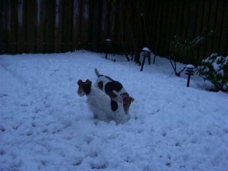 Foxterrier Drahthaar Mutter und Tochter !