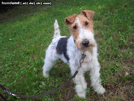 Foxterrier Drahthaar I`m Zoe von Schloß Eidendorf