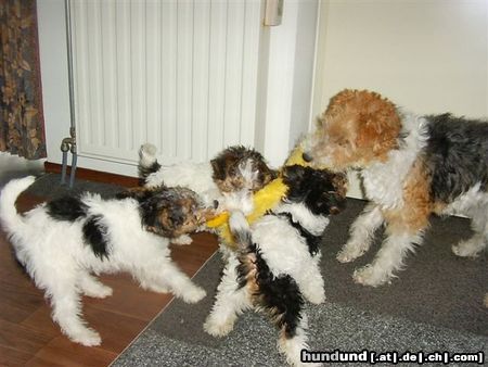 Foxterrier Drahthaar spielen ist das schonste auf dieser welt