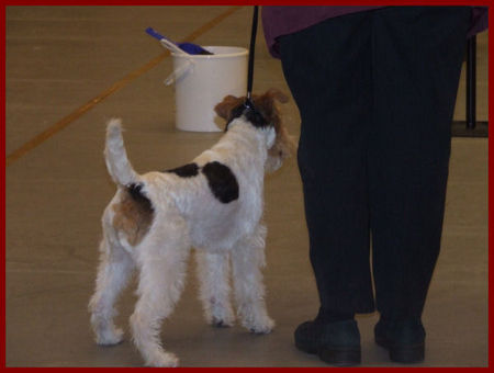 Foxterrier Drahthaar ich bin voller andacht !! Daisy.