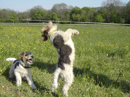 Foxterrier Drahthaar Fix & Foxi beim täglichen spielen